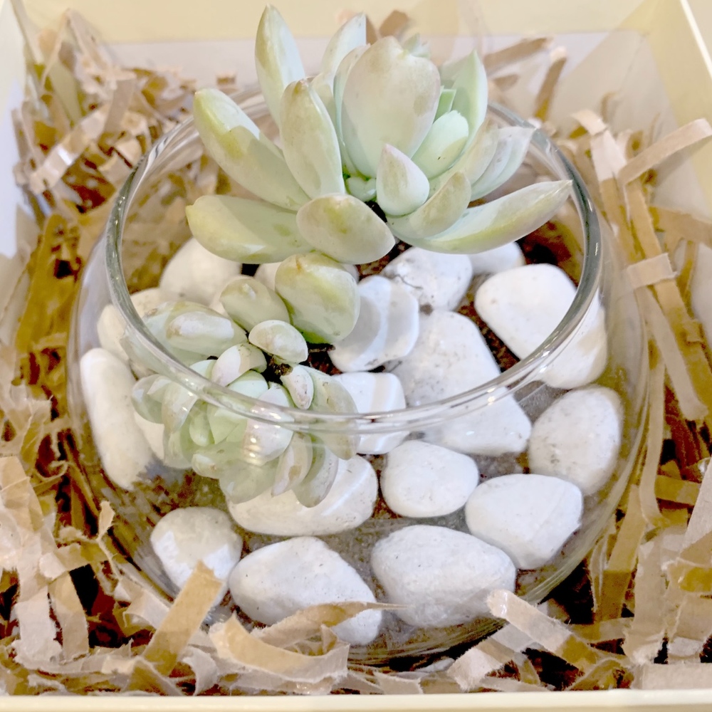 Succulent Gift box - Sedeveria ‘Lilac Mist’
